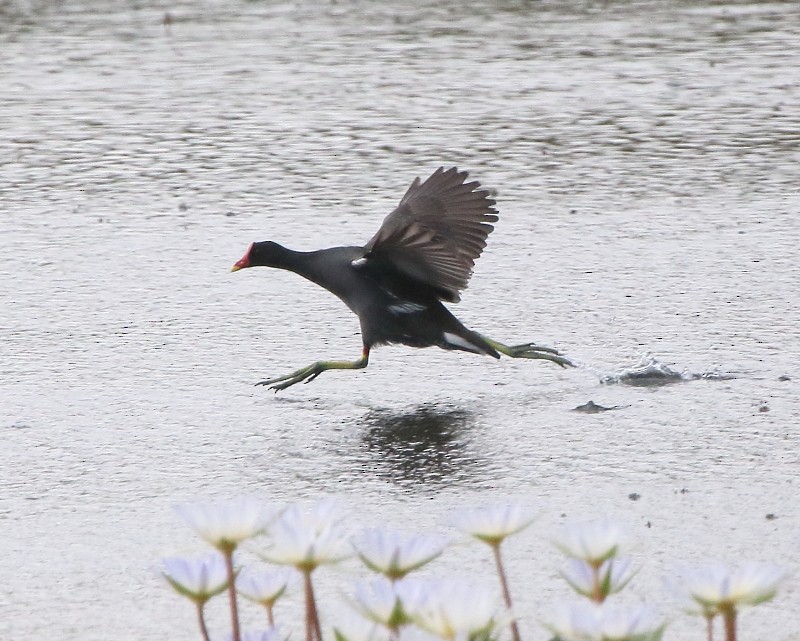 Eurasian Moorhen - Joseph Mancuso