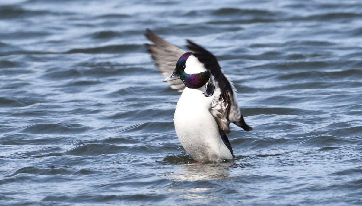 Bufflehead - ML92920531