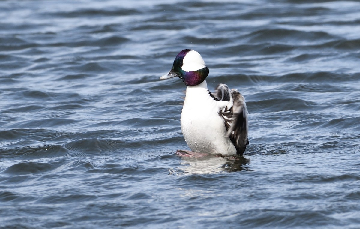 Bufflehead - ML92920561