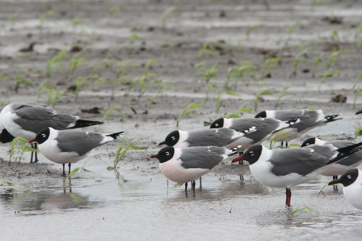 Franklin's Gull - ML92920641