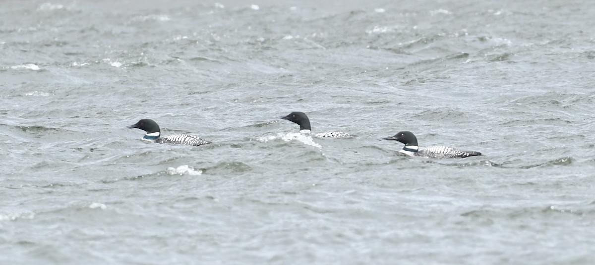 Common Loon - ML92920711