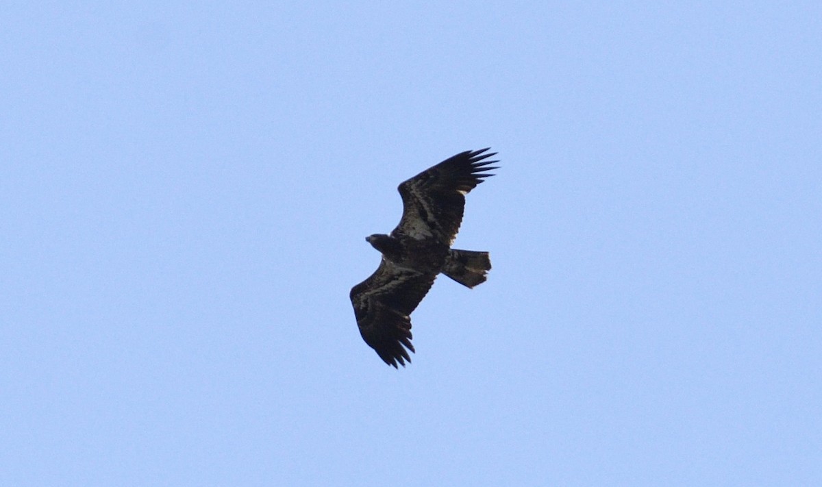 Bald Eagle - ML92921241