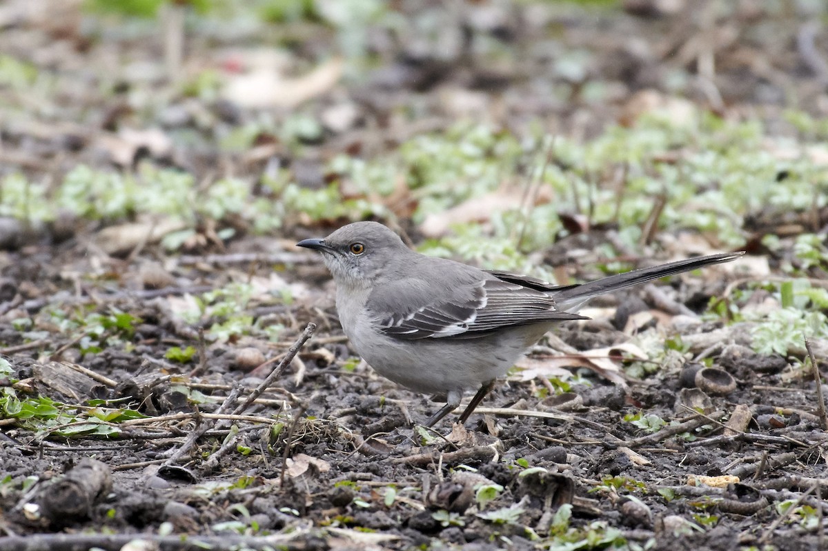 Northern Mockingbird - ML92921351