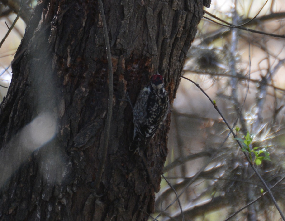 Yellow-bellied Sapsucker - Doug Overacker