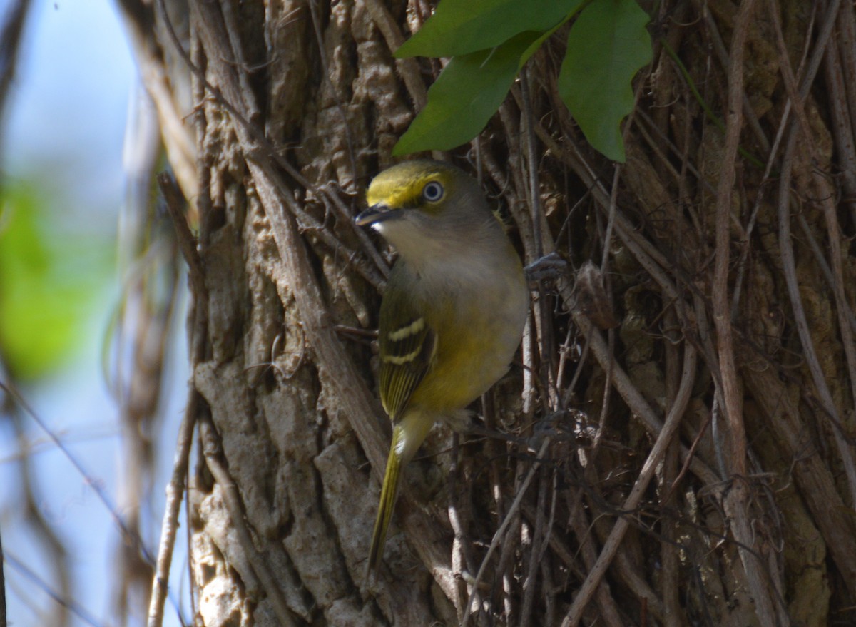 Ak Gözlü Vireo - ML92922031