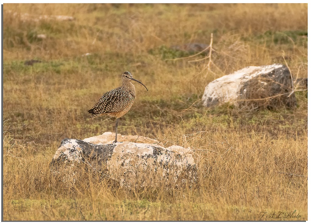 Long-billed Curlew - ML92926591