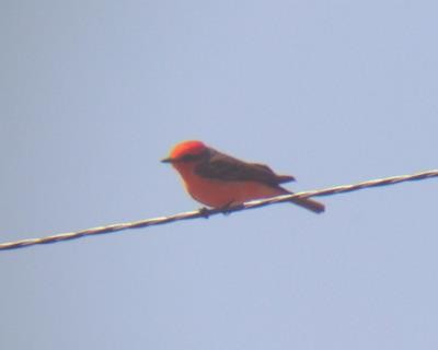 Vermilion Flycatcher - ML92926911