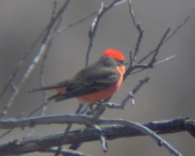 Vermilion Flycatcher - ML92926921