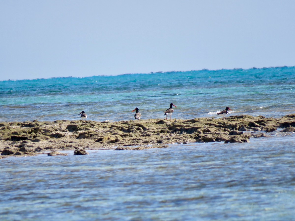 American Oystercatcher - ML92928121