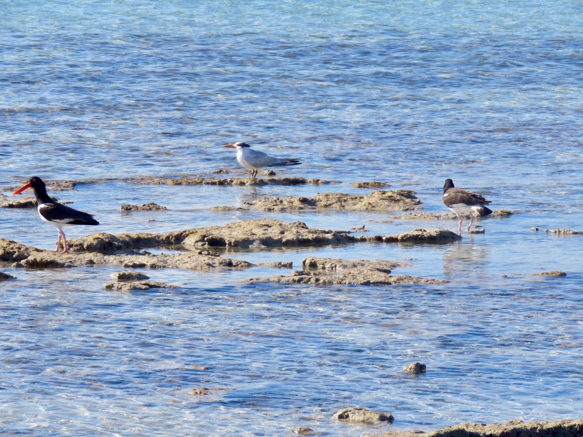 American Oystercatcher - ML92928131