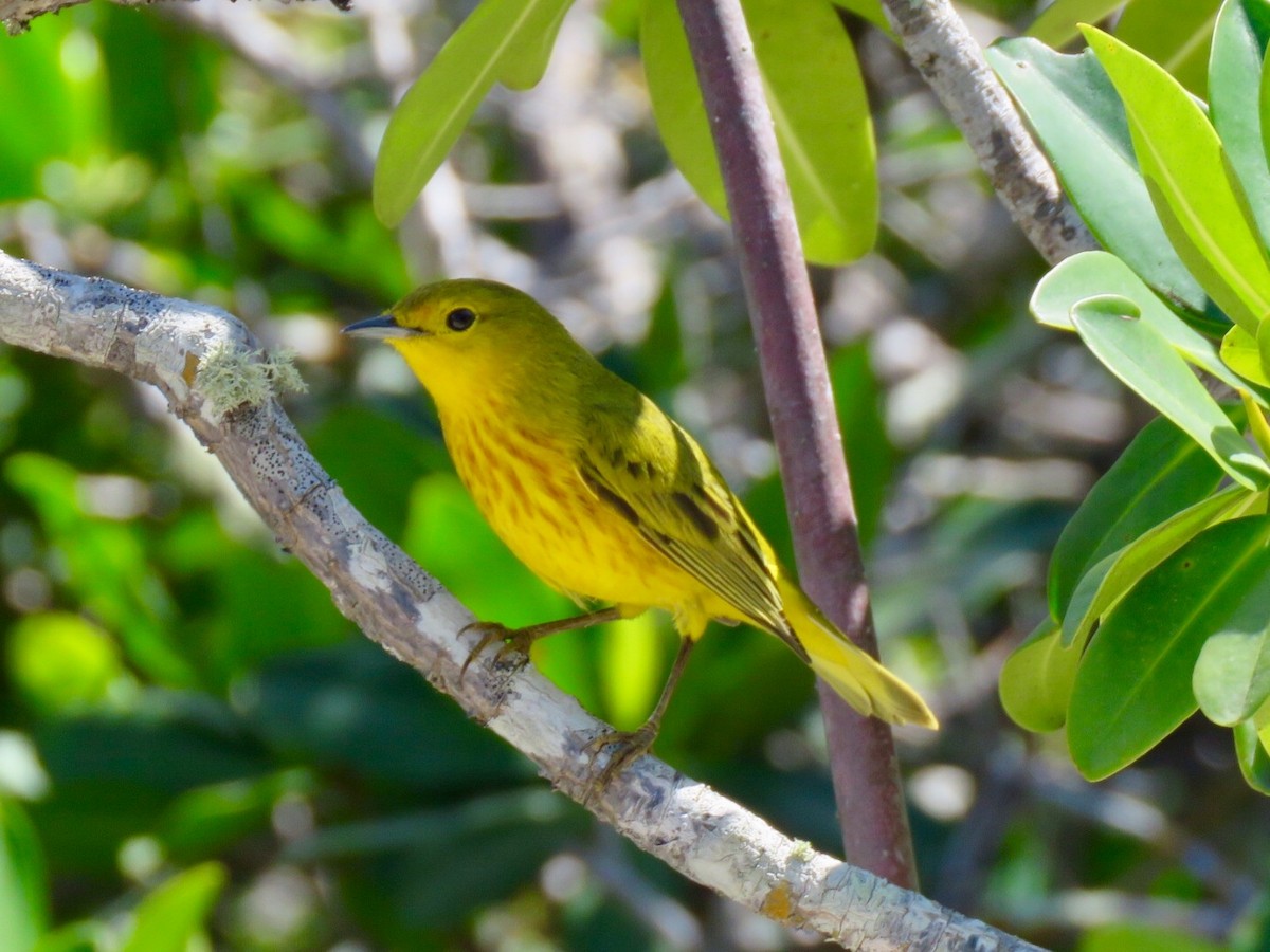 Yellow Warbler (Golden) - Craig Watson