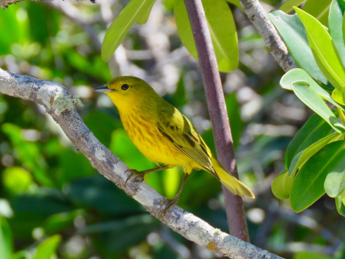 Yellow Warbler (Golden) - ML92928471