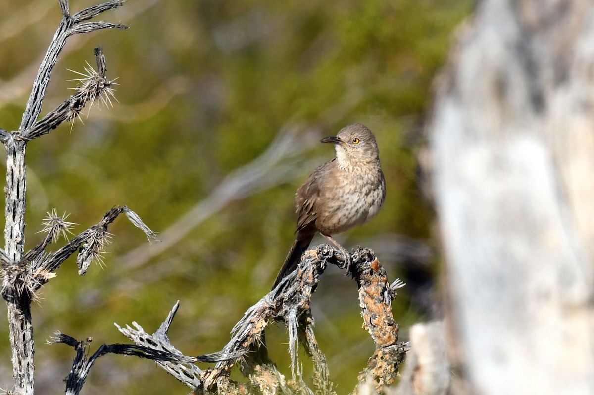 Bendire's Thrasher - Jesse Anderson