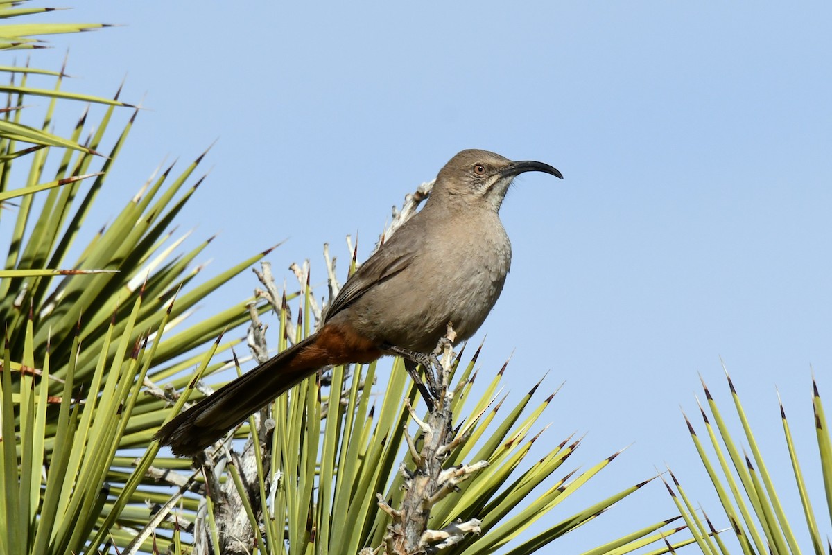 Crissal Thrasher - ML92932811