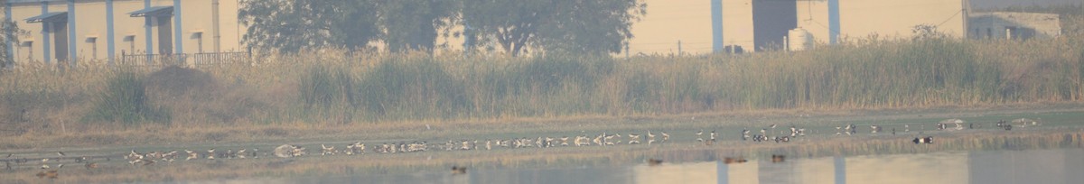 Black-winged Stilt - Abhiram Sankar