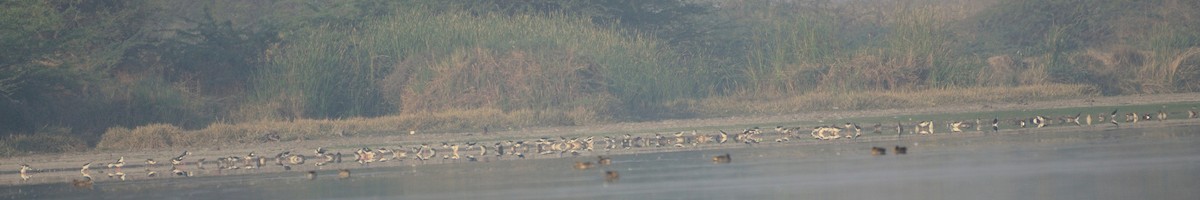 Black-winged Stilt - ML92933231