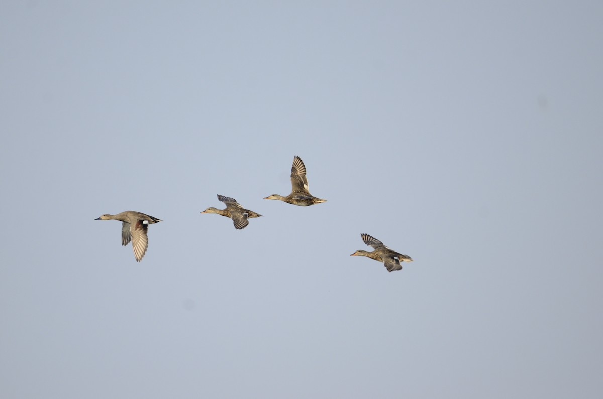 Gadwall - Abhiram Sankar