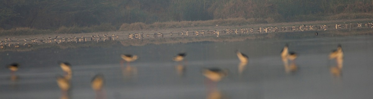 Black-winged Stilt - ML92933261