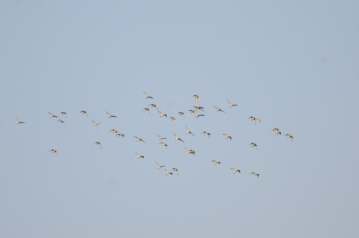 Black-tailed Godwit - ML92933401