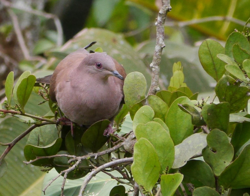 Ruddy Pigeon - Gordon Beebe