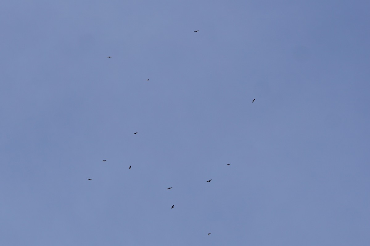 Swainson's Hawk - ML92934601