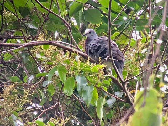 Maroon-chested Ground Dove - Jeri Langham