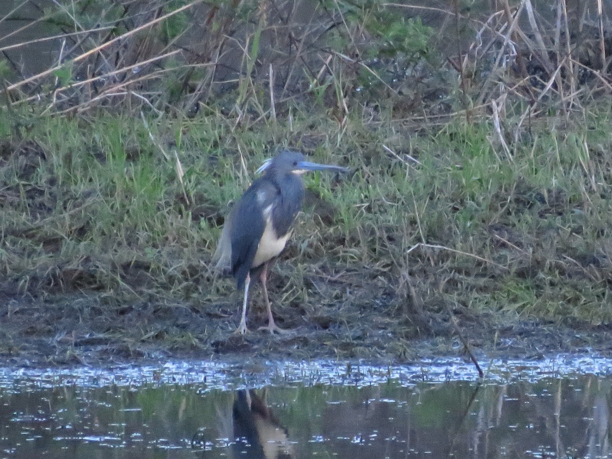 Tricolored Heron - ML92935911