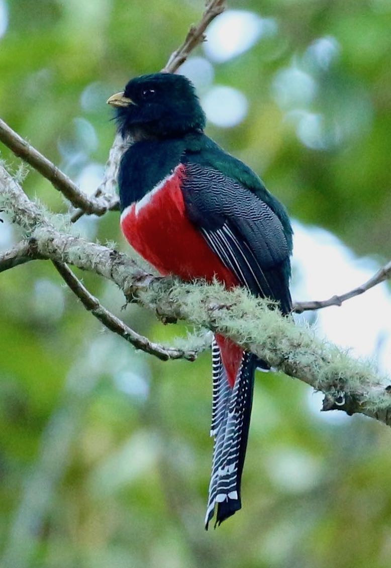 Collared Trogon - ML92936671