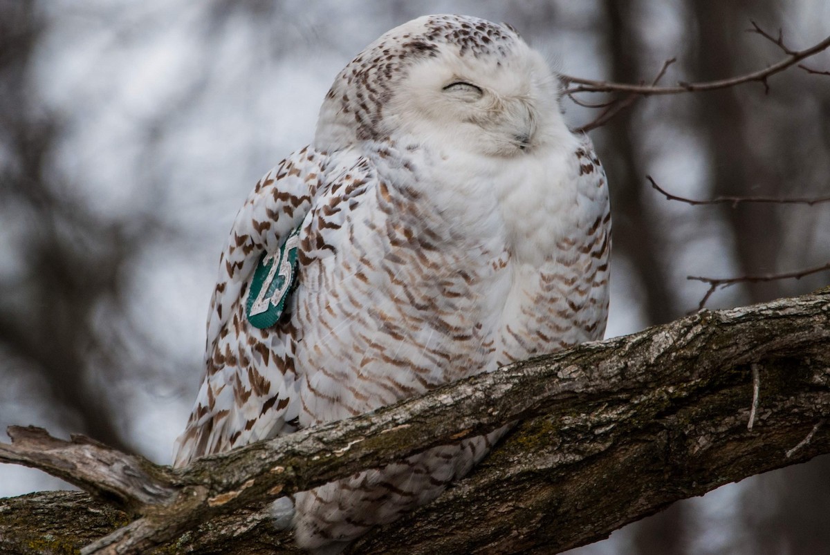 Snowy Owl - ML92937021