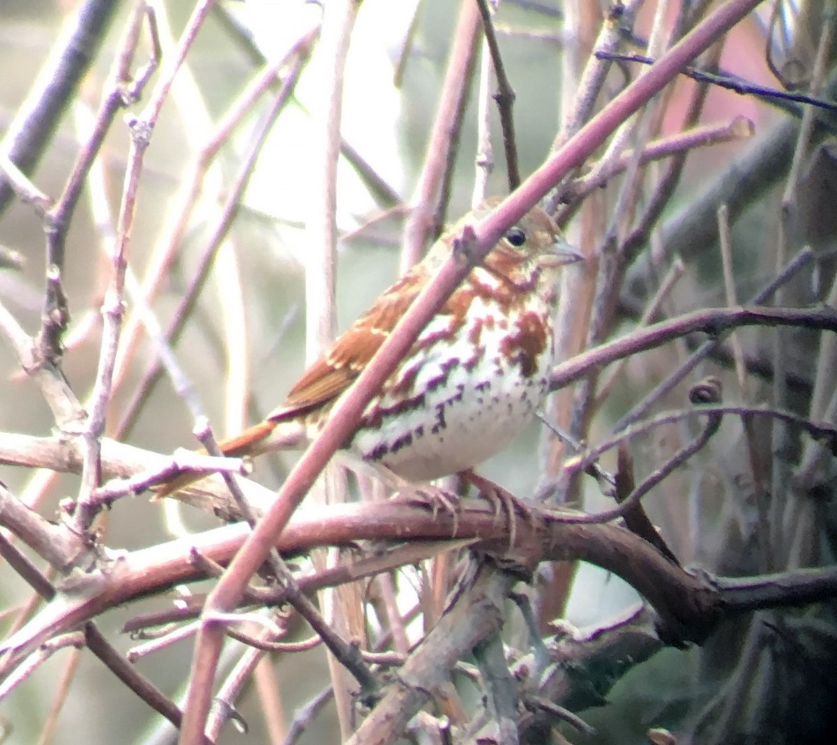 Fox Sparrow - ML92937251