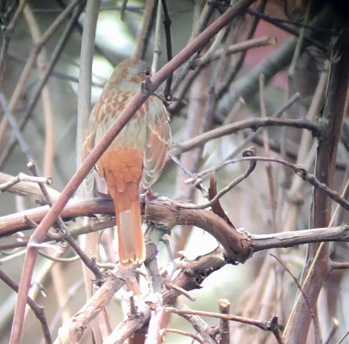 Fox Sparrow - ML92937261