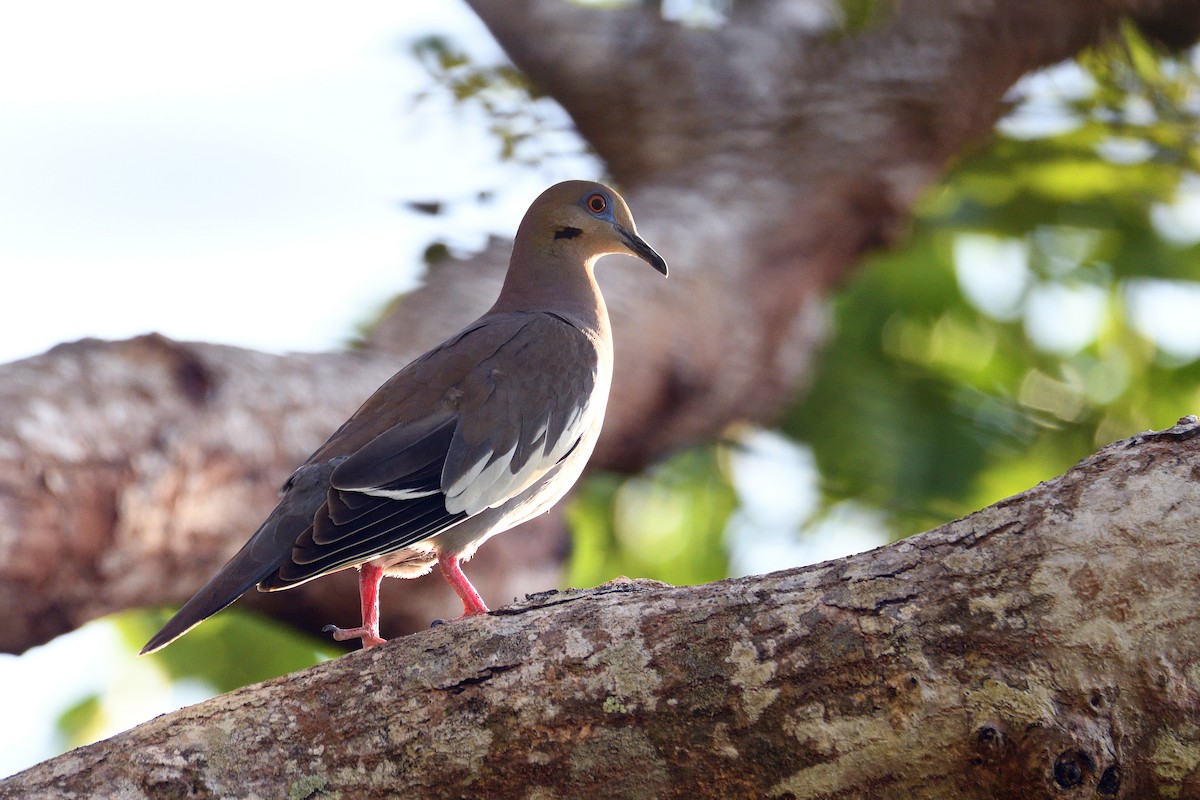 White-winged Dove - ML92937761