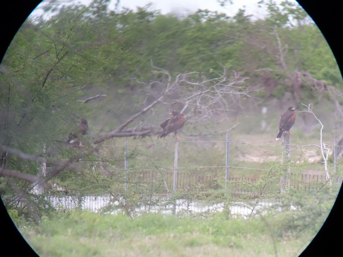 Harris's Hawk - ML92938341