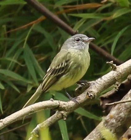 White-fronted Tyrannulet - ML92938781