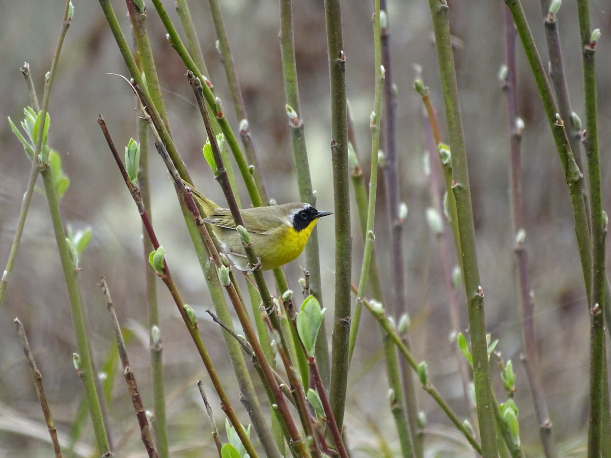 Common Yellowthroat - ML92939261