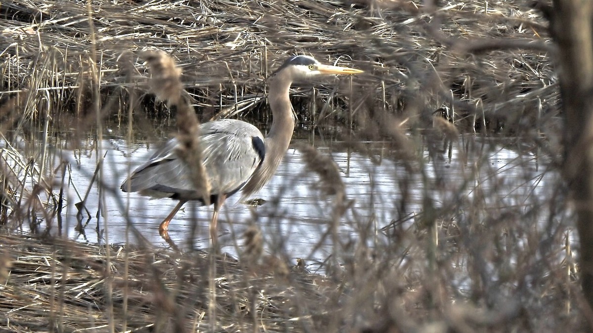 Great Blue Heron - ML92945801