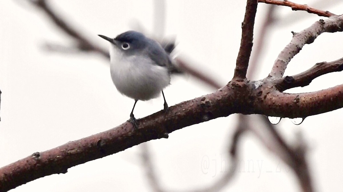 Blue-gray Gnatcatcher - ML92946021