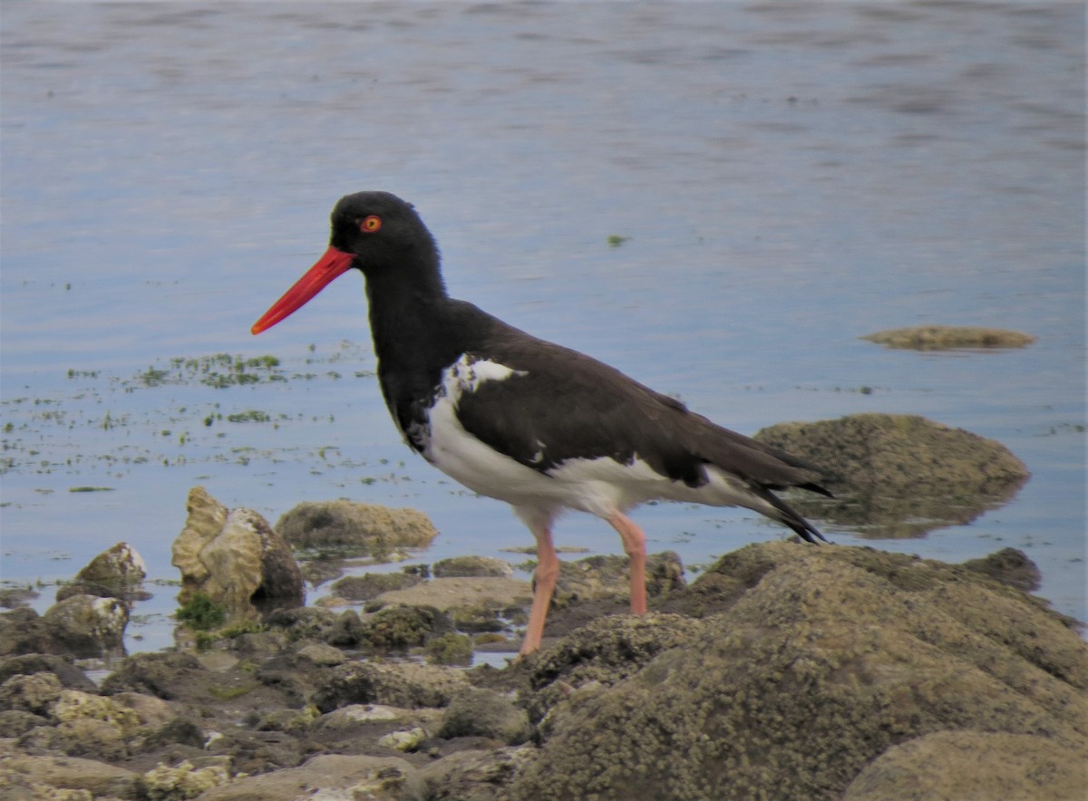 American Oystercatcher - Matthew Hunter