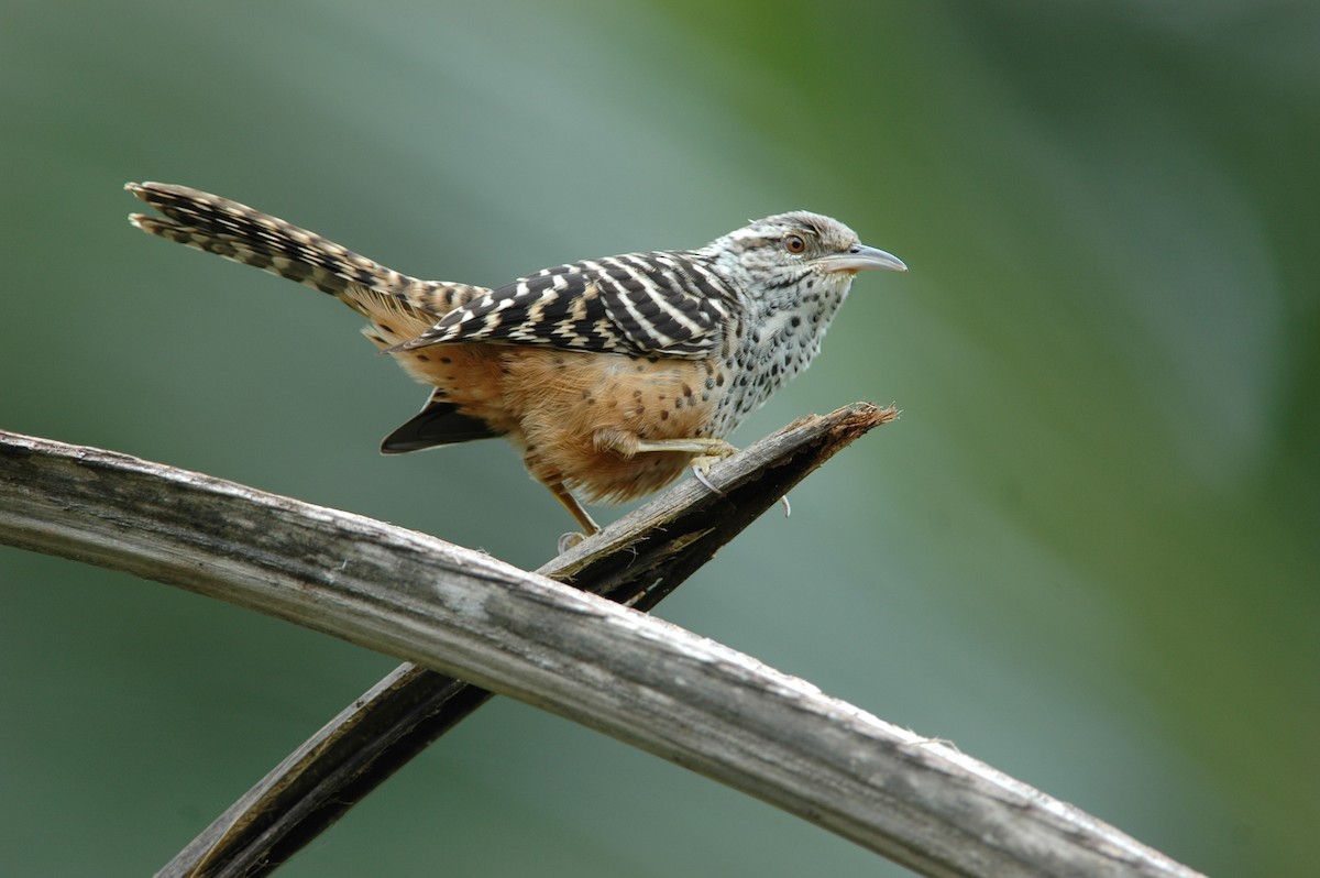 Band-backed Wren - Susan Knoerr