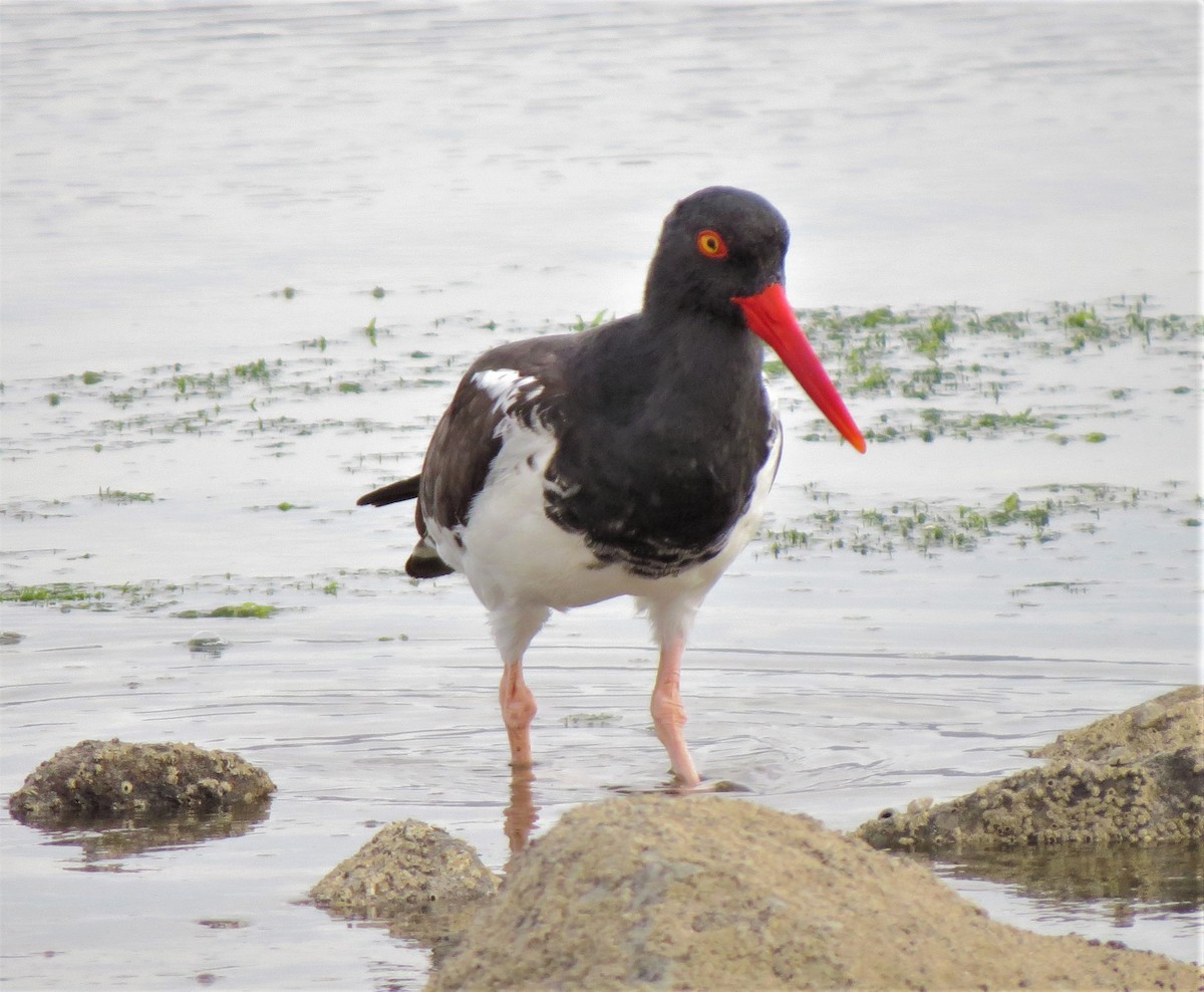 American Oystercatcher - Matthew Hunter