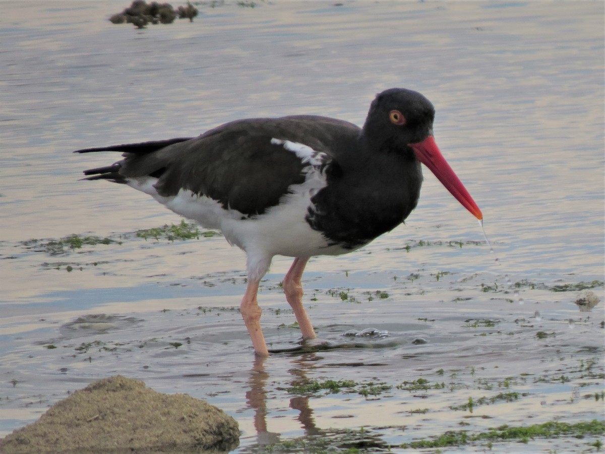 American Oystercatcher - Matthew Hunter