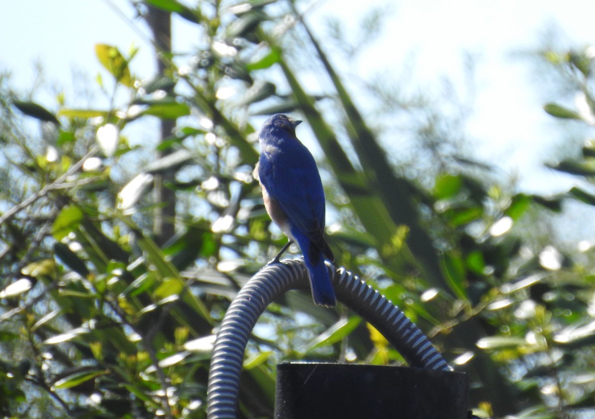 Eastern Bluebird - ML92946891