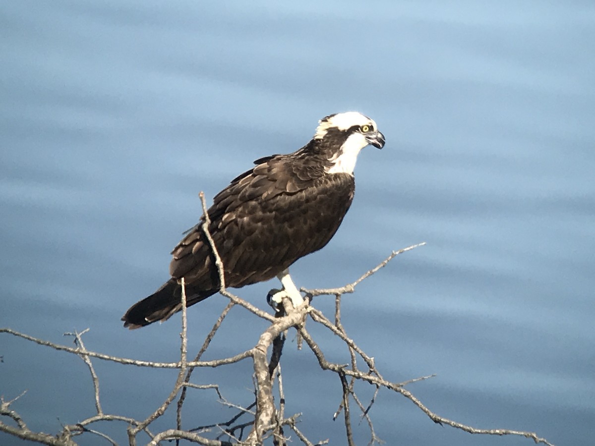 Águila Pescadora - ML92947141