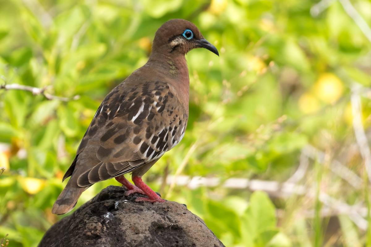 Galapagos Dove - ML92949531