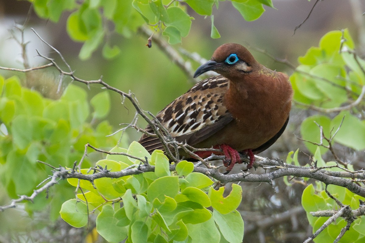 Galapagos Dove - ML92949551