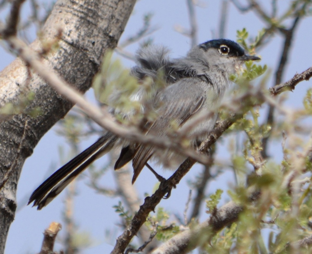 Black-tailed Gnatcatcher - ML92949971