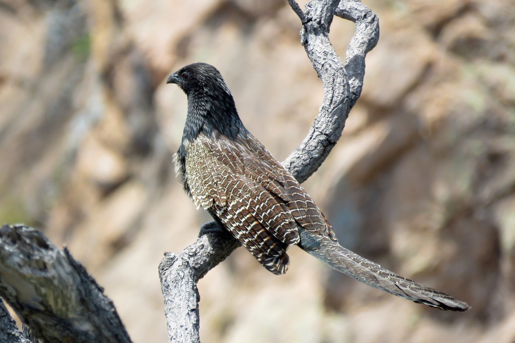 Pheasant Coucal - ML92951581