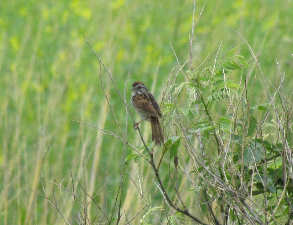 Swamp Sparrow - ML92951821