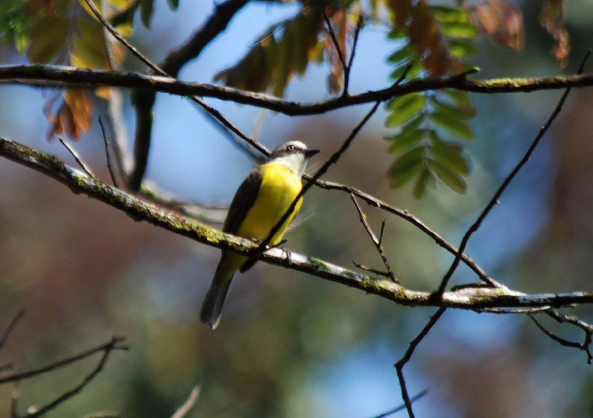 Gray-capped Flycatcher - ML92953451