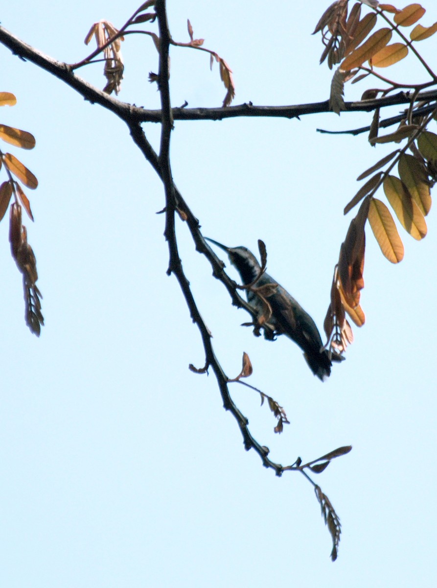 Green-breasted Mango - ML92953501